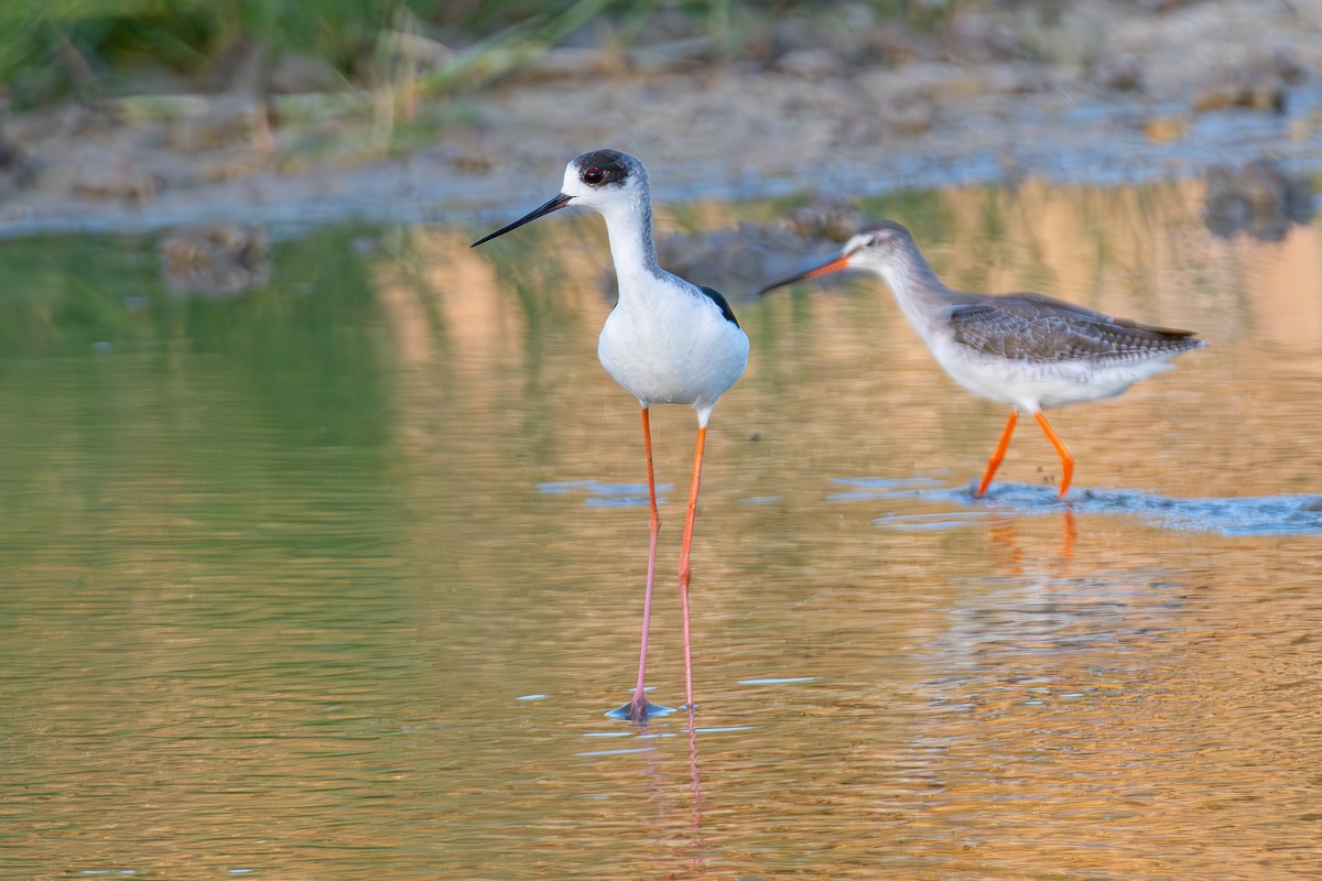 Zankaluze eurasiarra - ML644859664