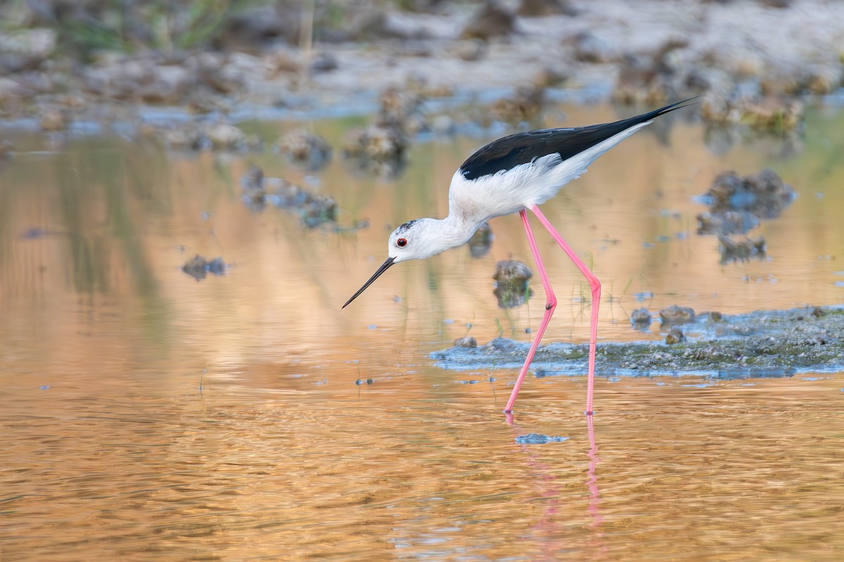 Zankaluze eurasiarra - ML644859665