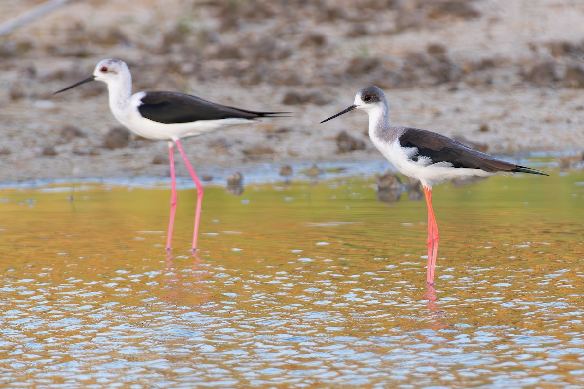 Zankaluze eurasiarra - ML644859666