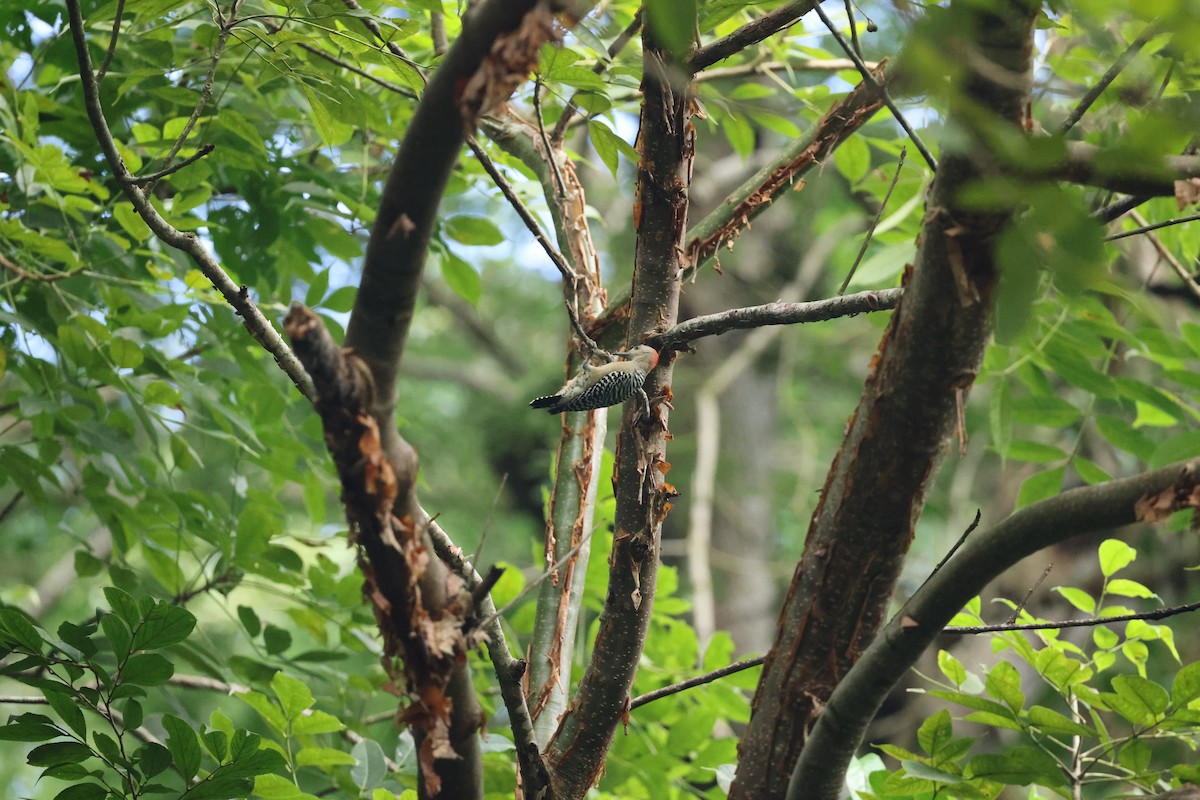 Red-crowned Woodpecker - ML644859685