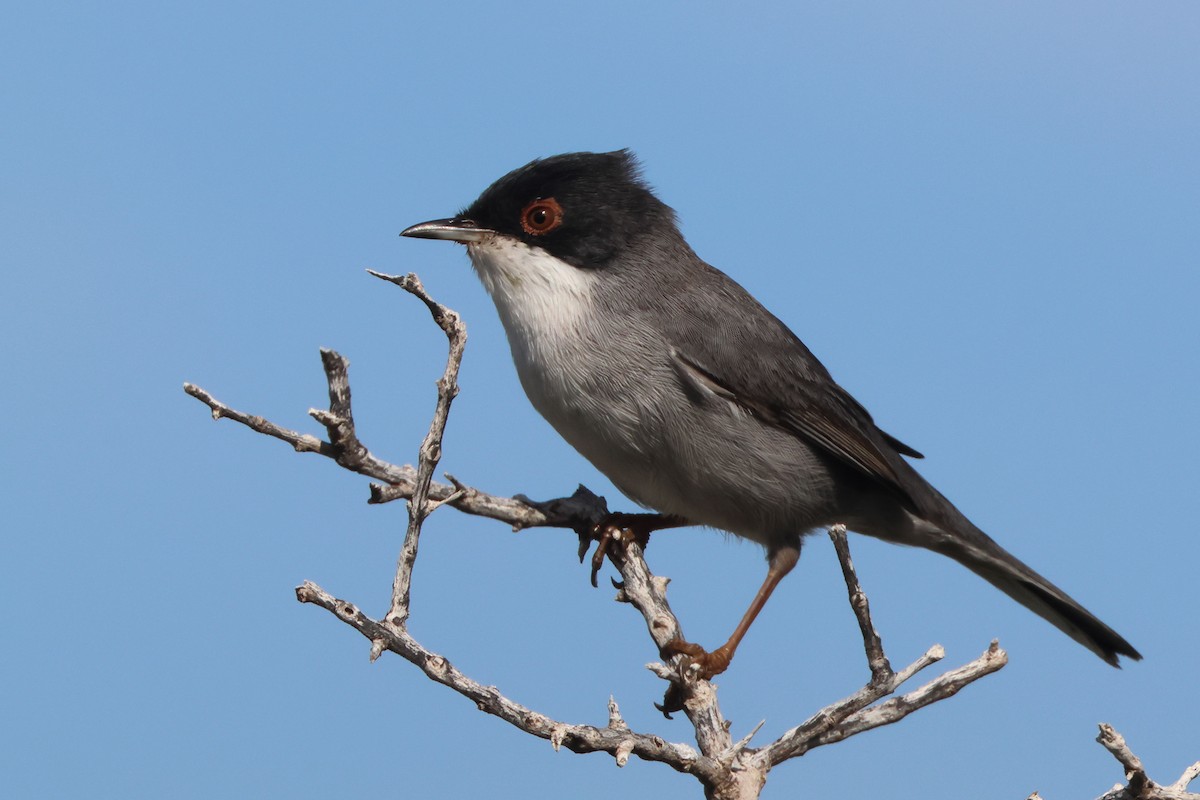 Txinbo burubeltza - ML644859693