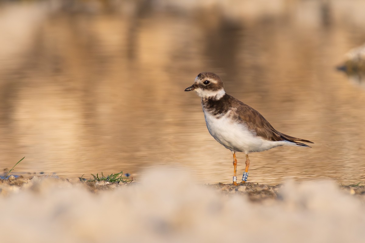Common Ringed Plover - ML644859696
