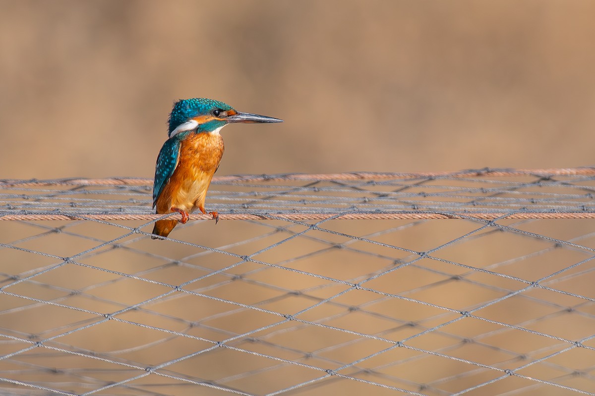 Common Kingfisher - ML644859697