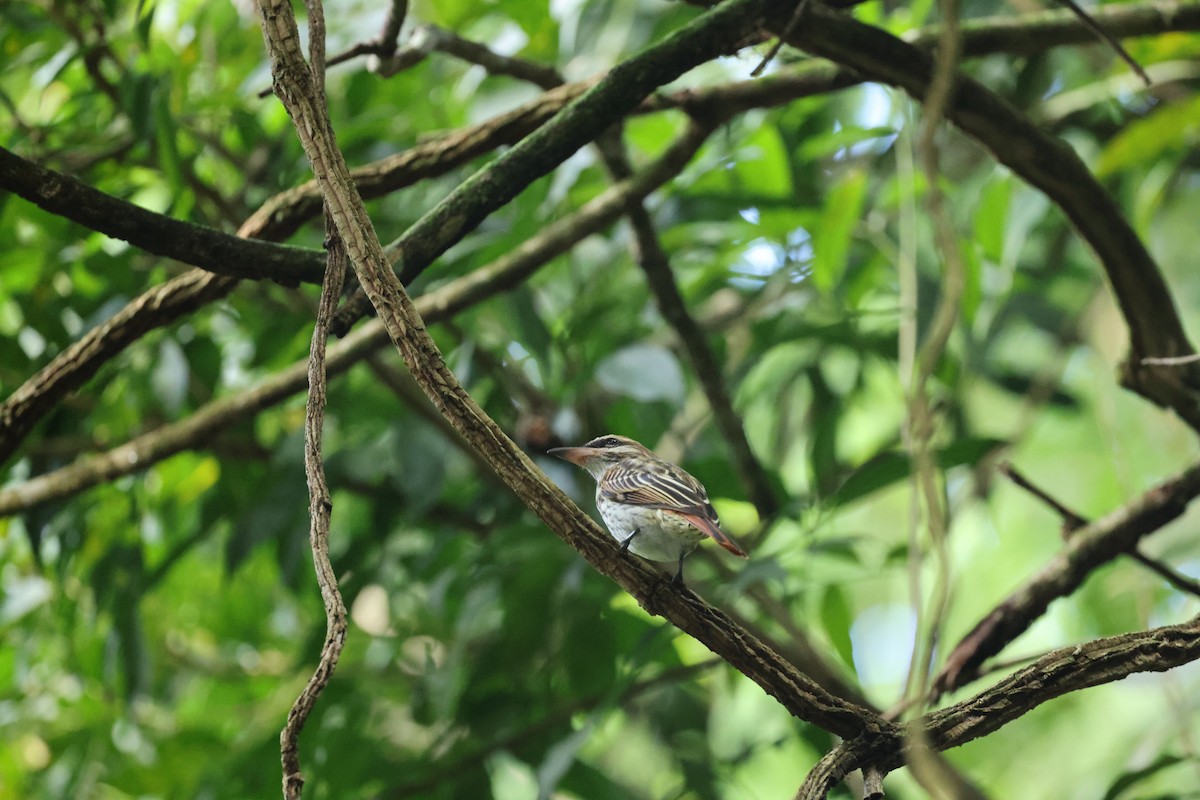 Streaked Flycatcher - ML644859700
