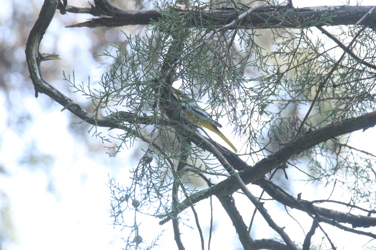 Black-vented Oriole - ML644859701