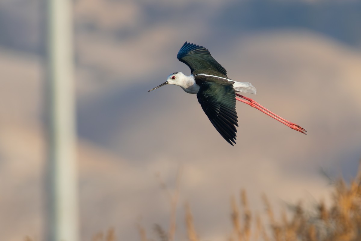 Zankaluze eurasiarra - ML644859707