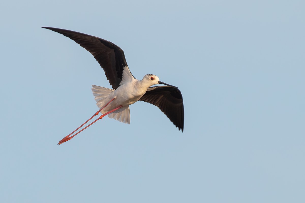 Zankaluze eurasiarra - ML644859708