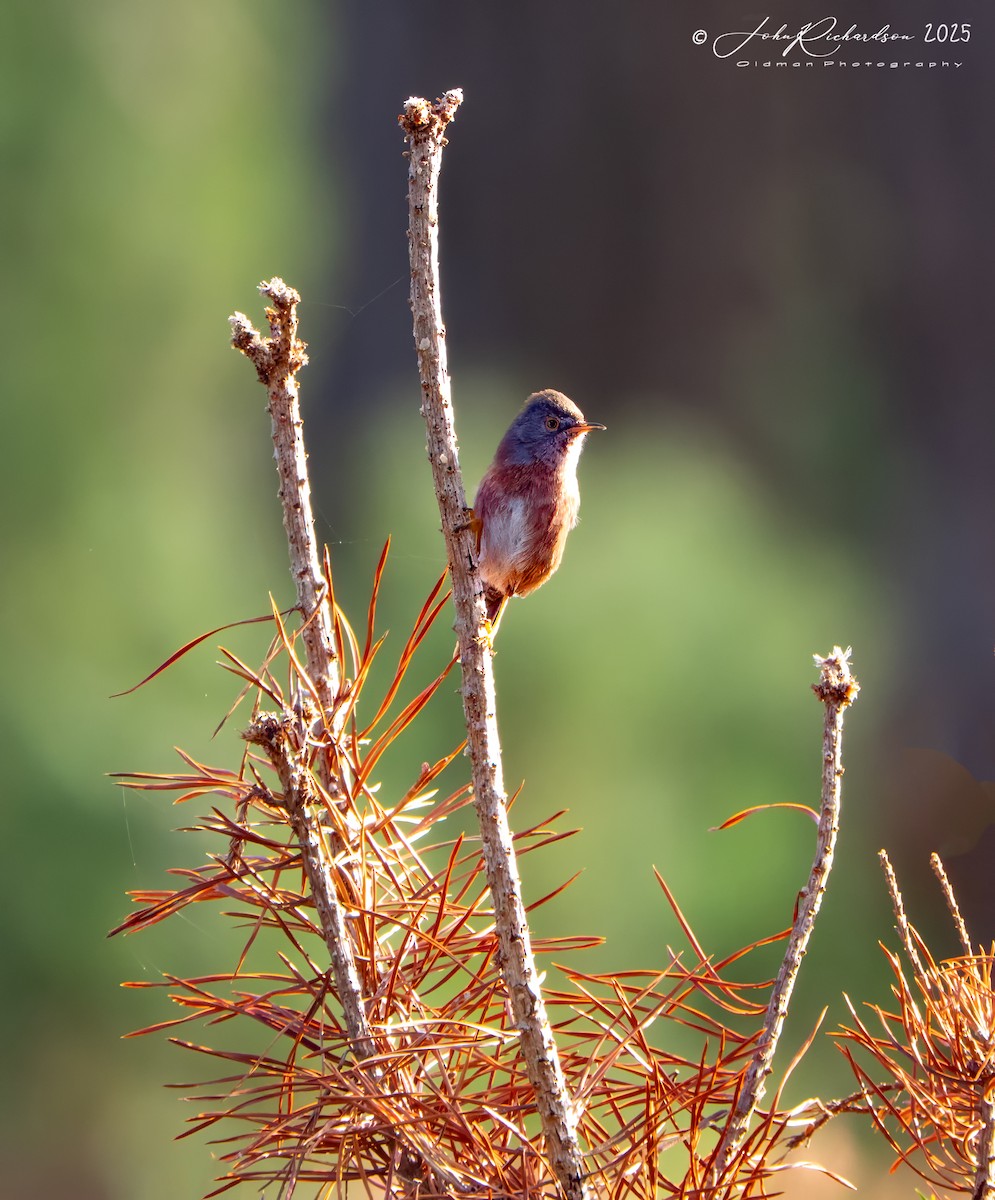 Funda Ötleğeni - ML644859715