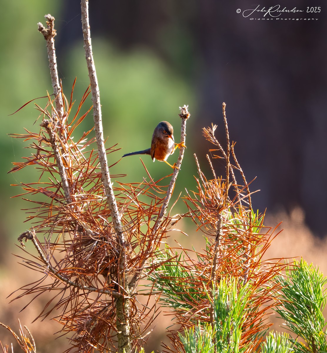 Funda Ötleğeni - ML644859716