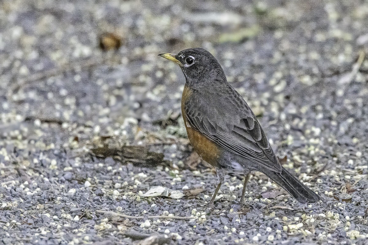 American Robin - ML644859717