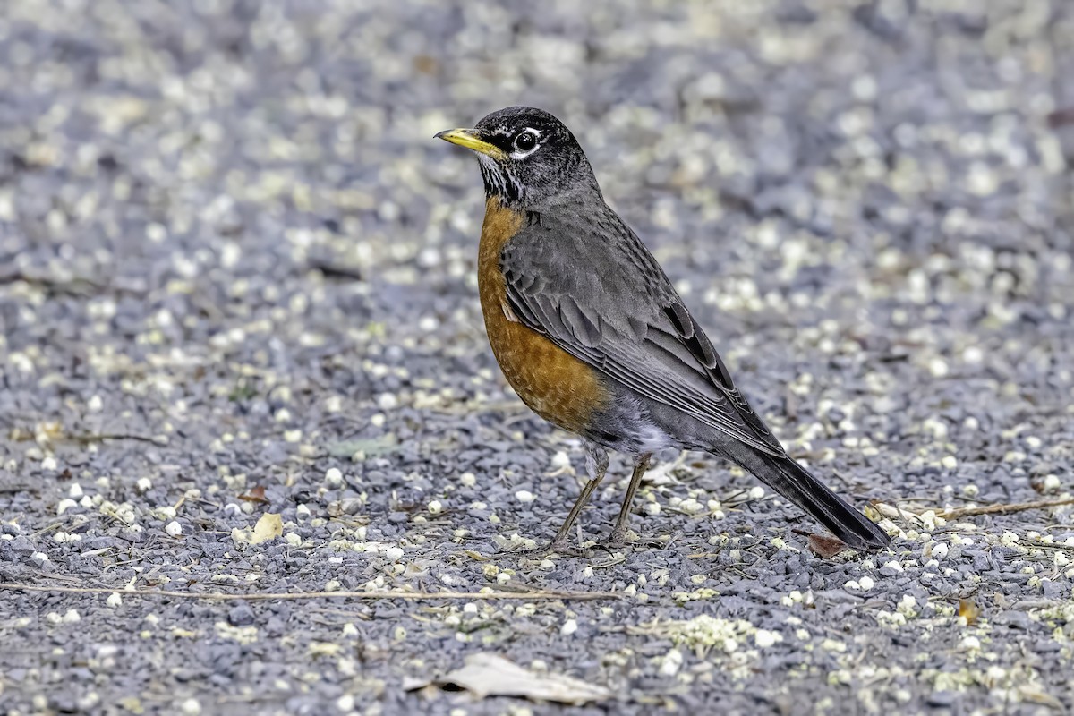 American Robin - ML644859719