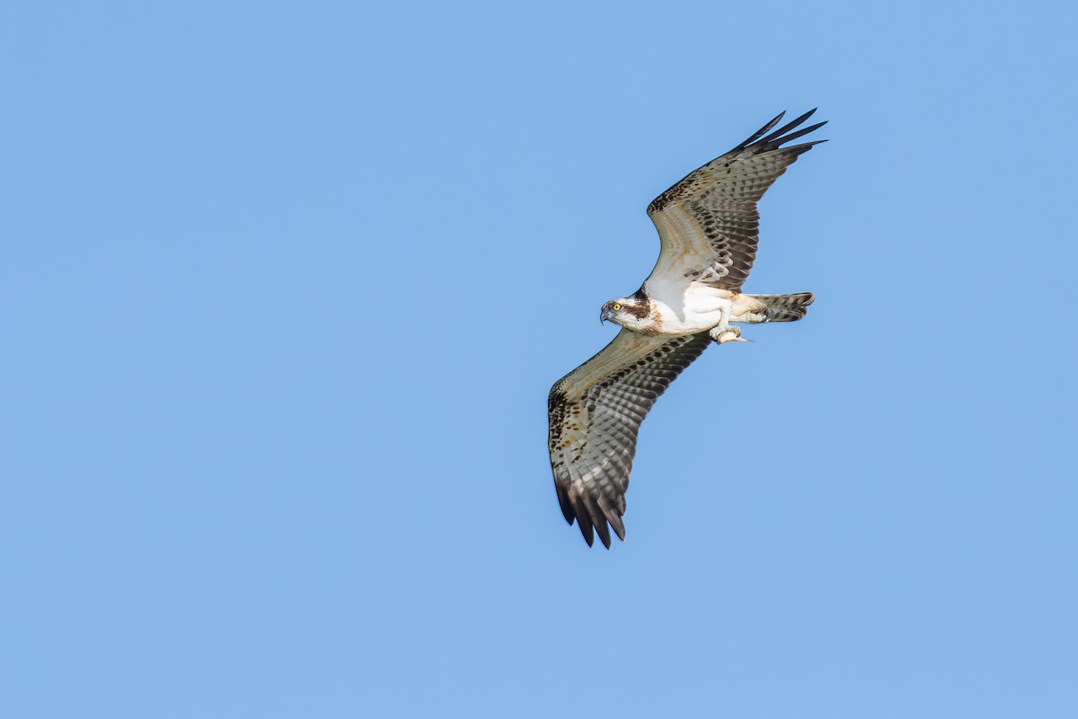 Osprey - ML644859724