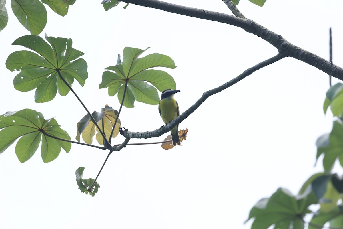 Пітанга-великодзьоб - ML644859727