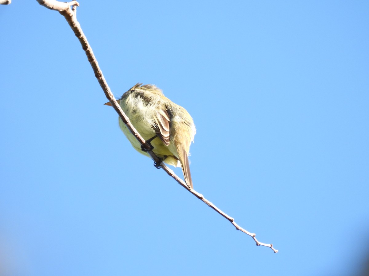Western Flycatcher - ML644859731