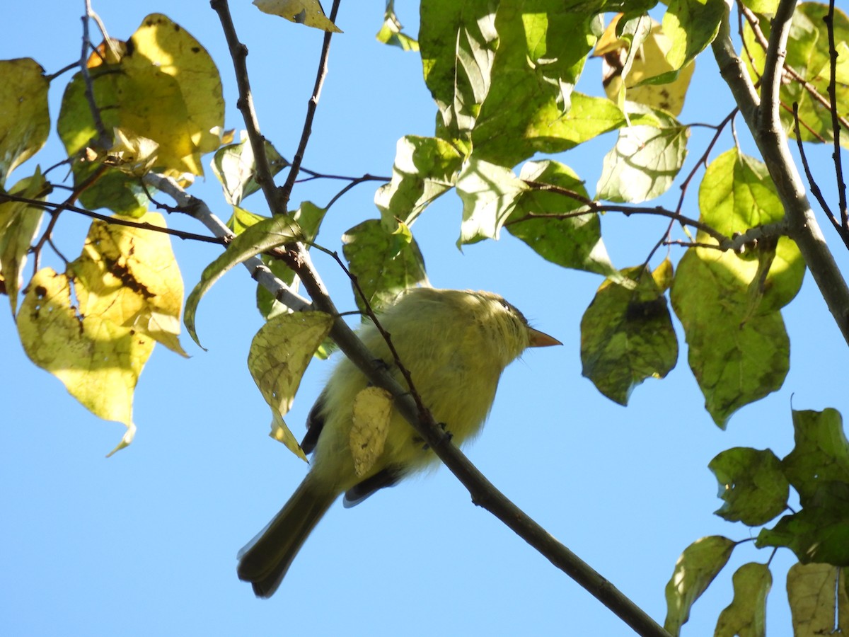 Western Flycatcher - ML644859732