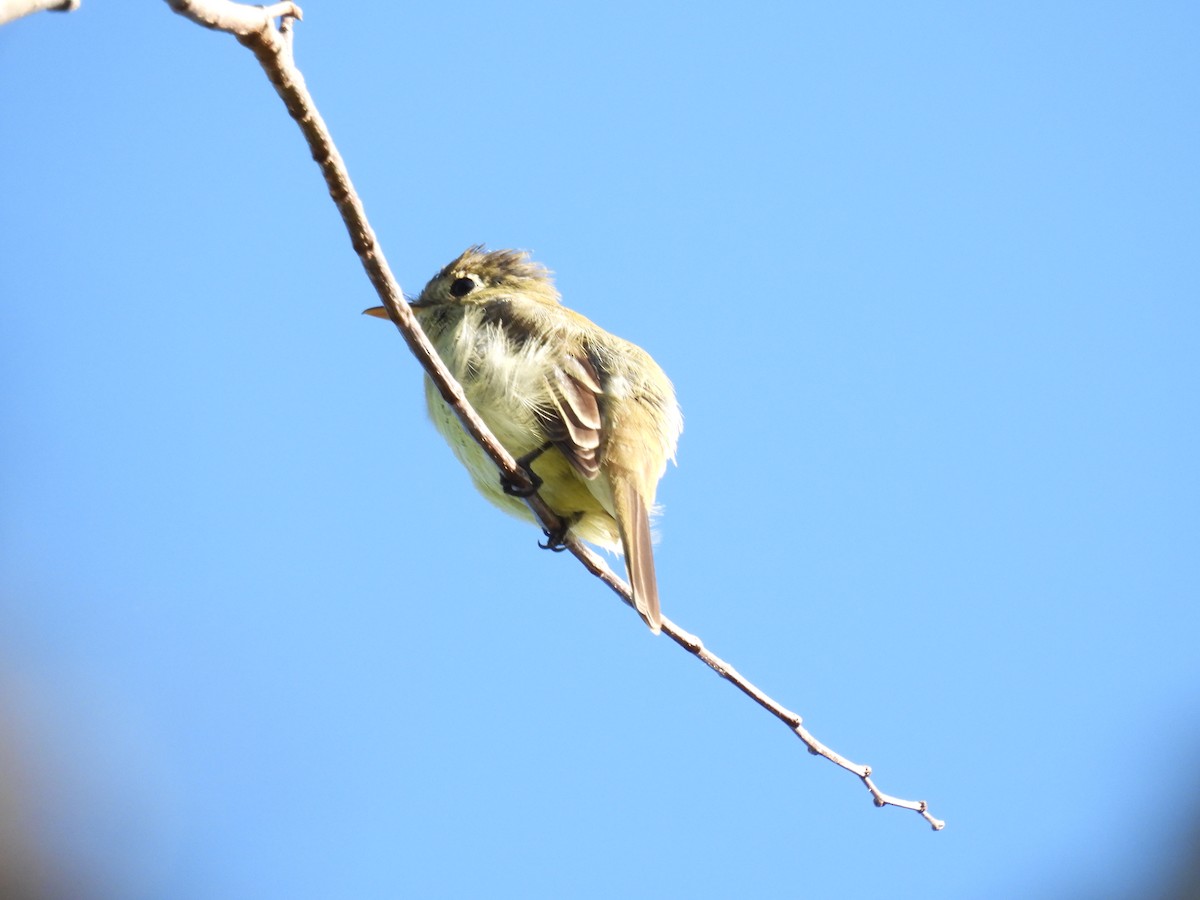 Western Flycatcher - ML644859733