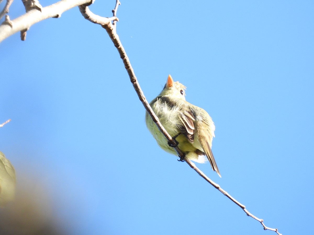 Western Flycatcher - ML644859735