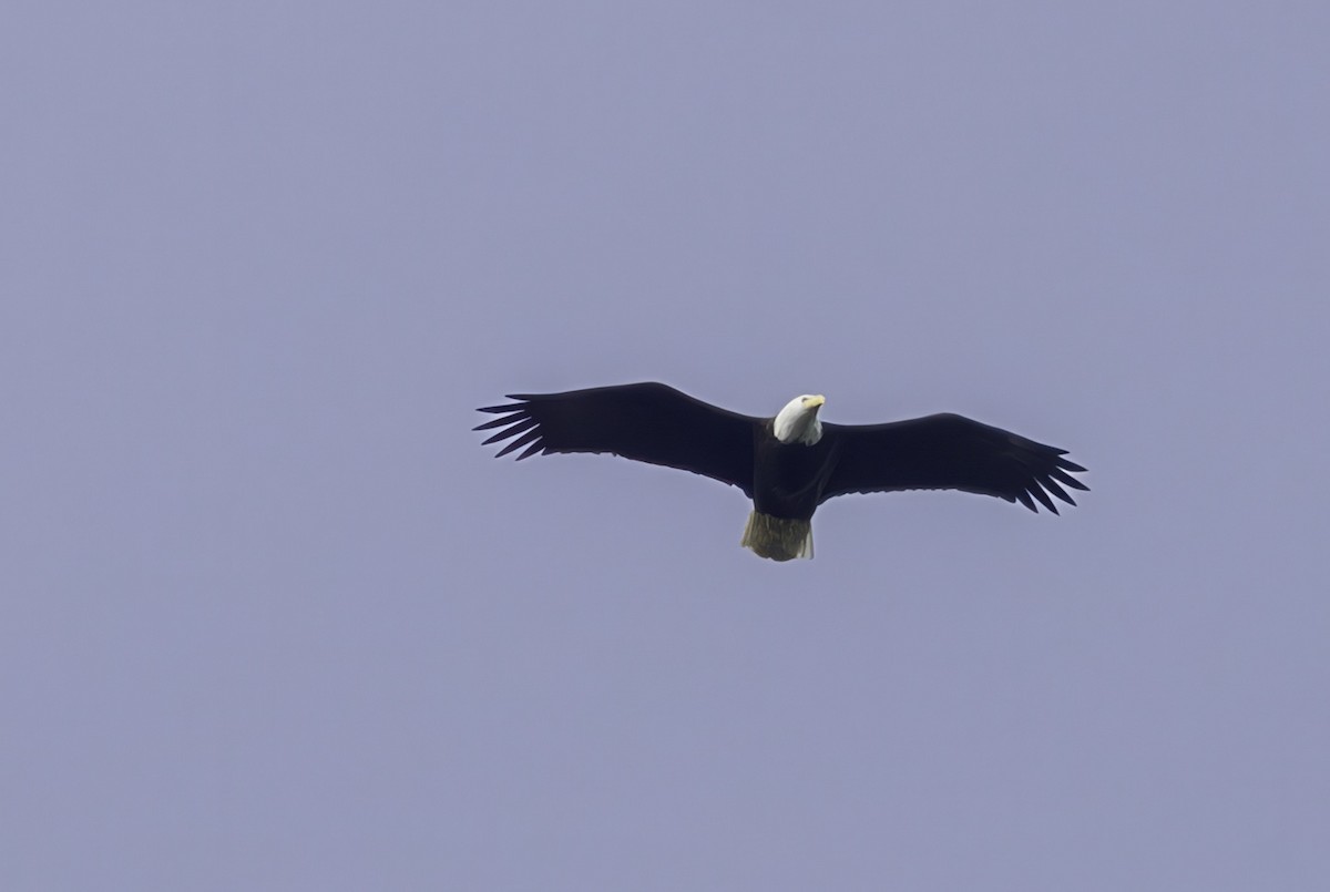 Bald Eagle - ML644859740