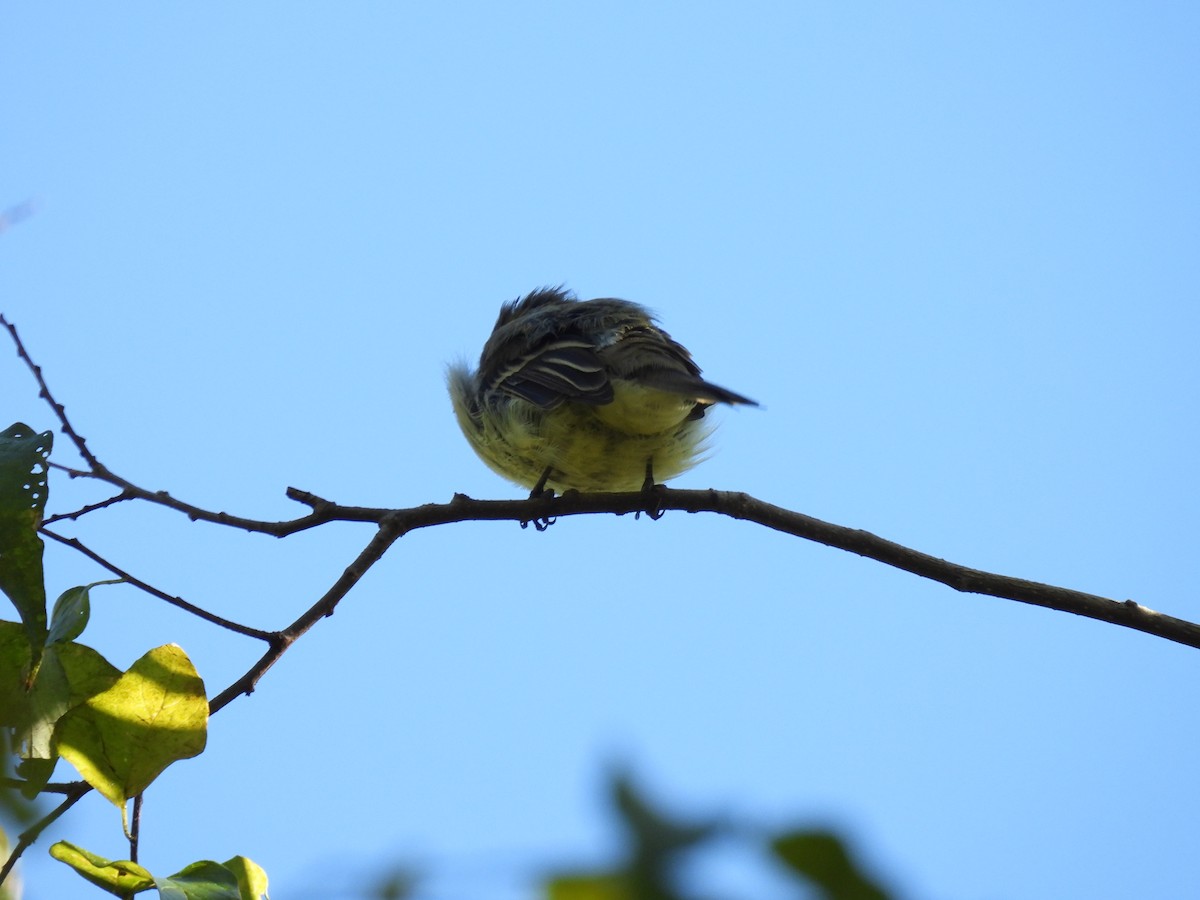 Western Flycatcher - ML644859741