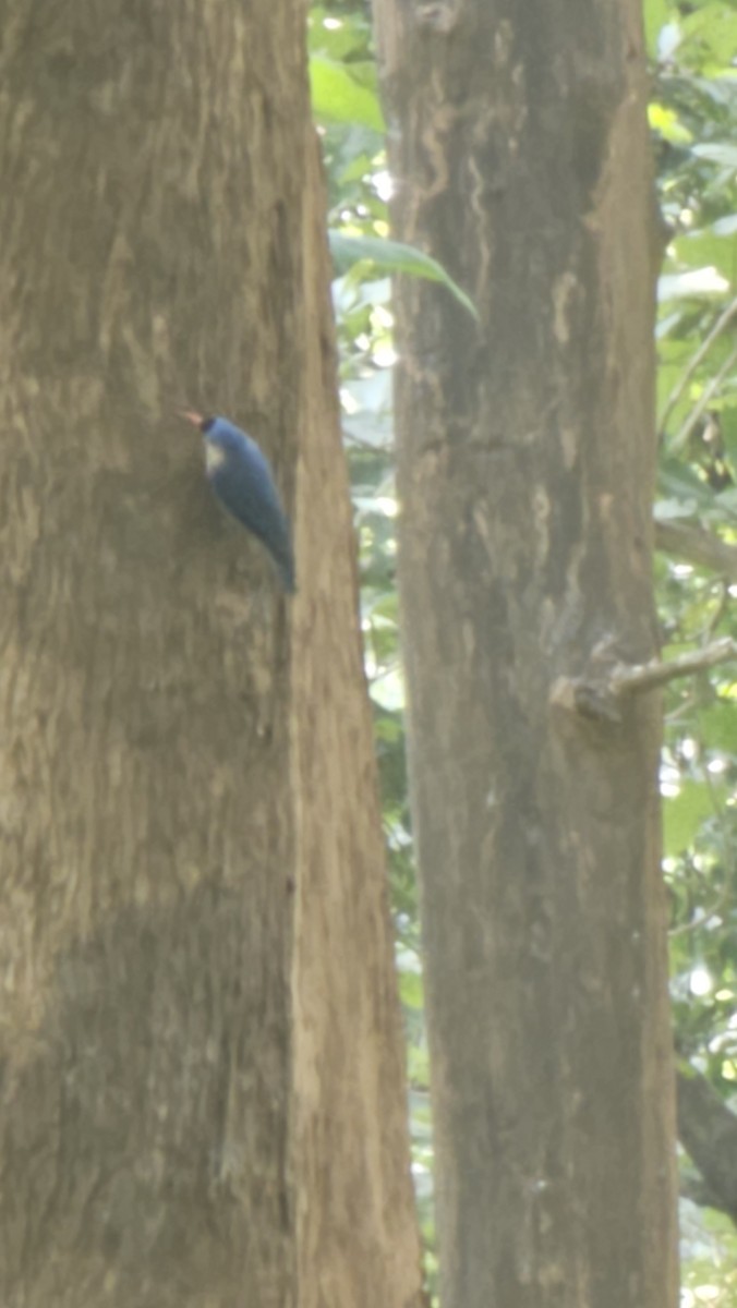 Velvet-fronted Nuthatch - ML644859742