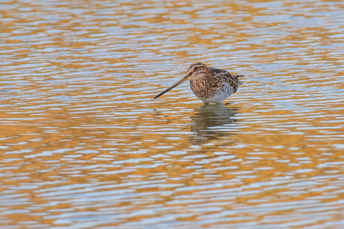 Common Snipe - ML644859746