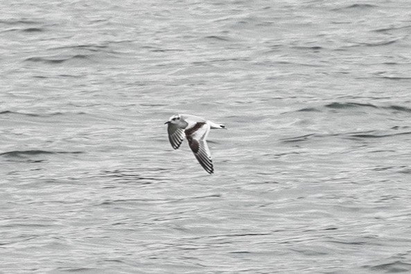 Little Gull - ML644859768