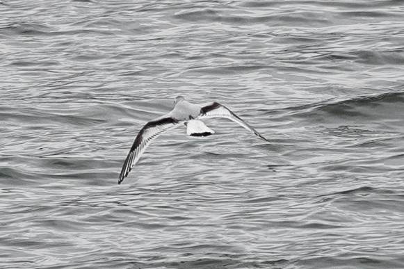 Little Gull - ML644859769