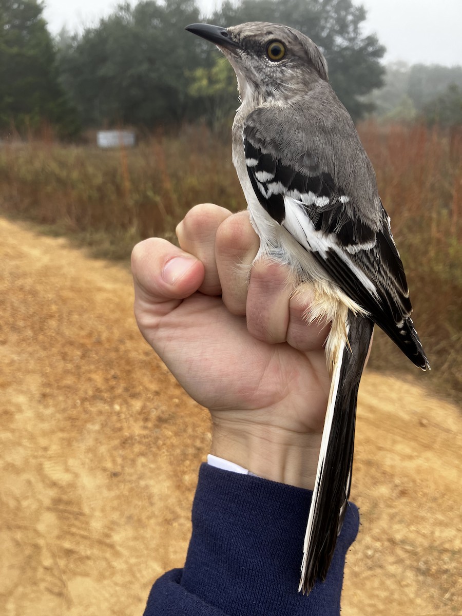 Northern Mockingbird - ML644859772