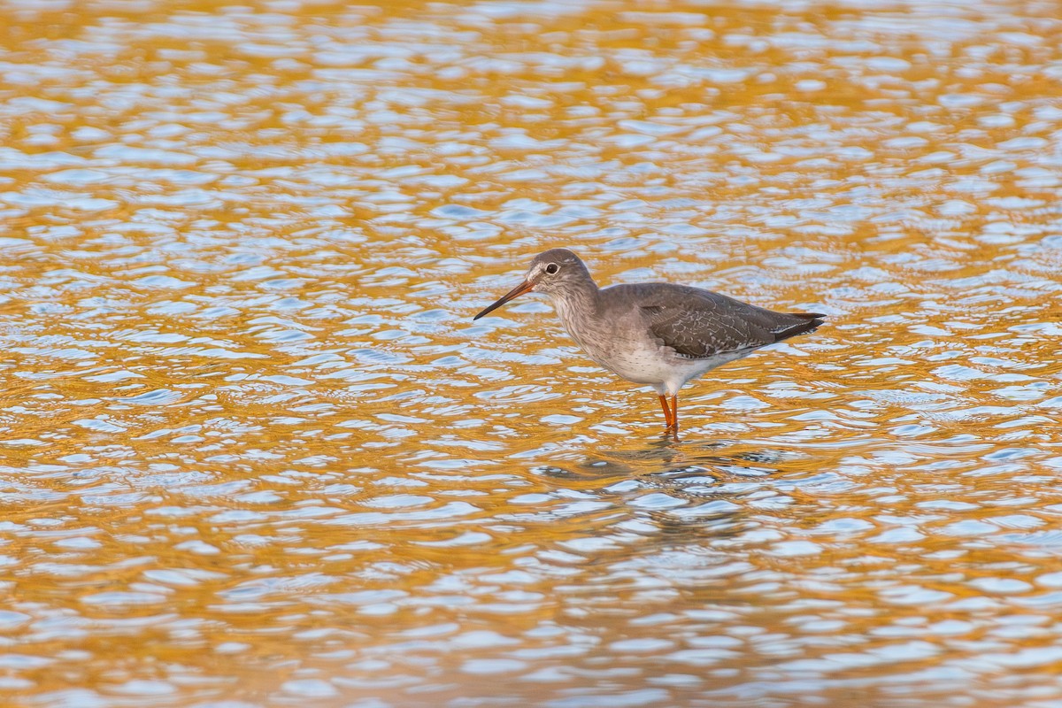 Common Redshank - ML644859774