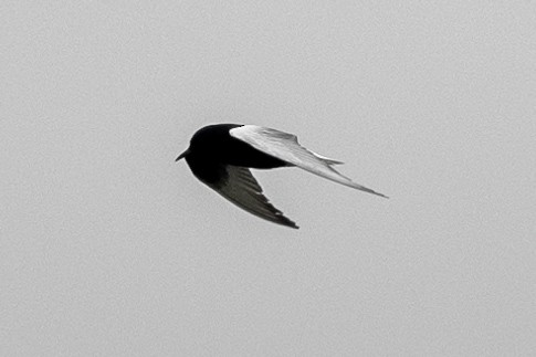 White-winged Tern - ML644859775