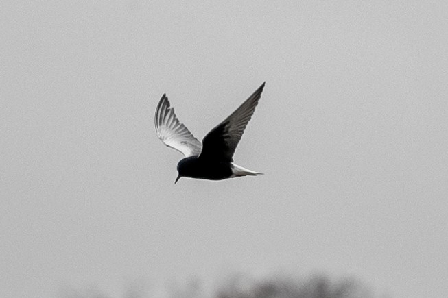 White-winged Tern - ML644859776