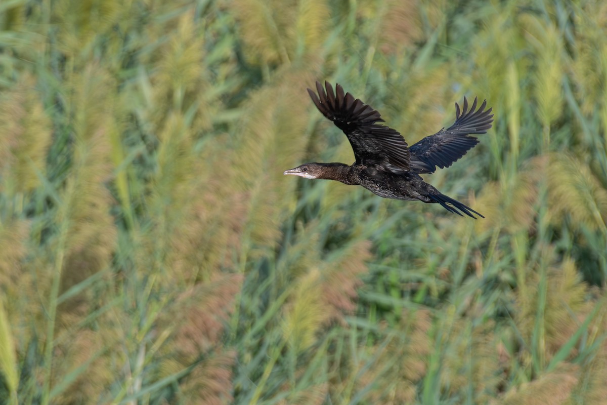 קורמורן גמדי - ML644859778