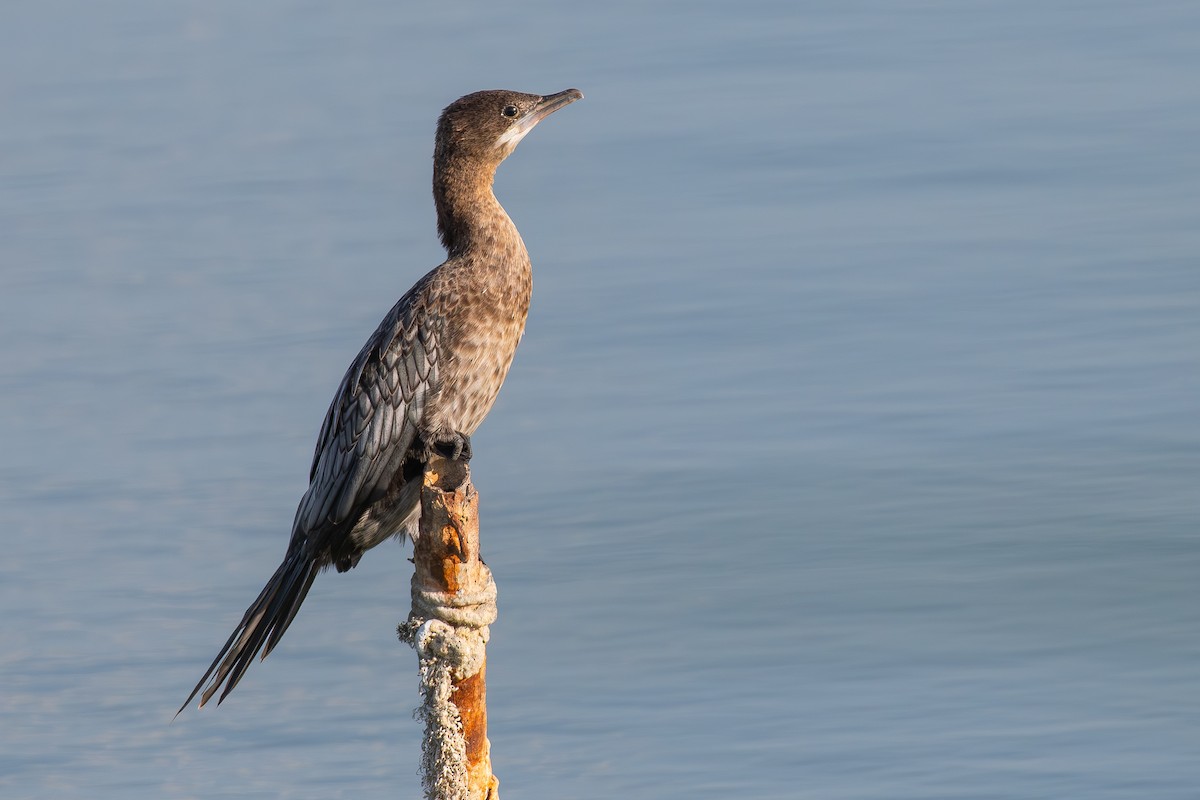 קורמורן גמדי - ML644859779
