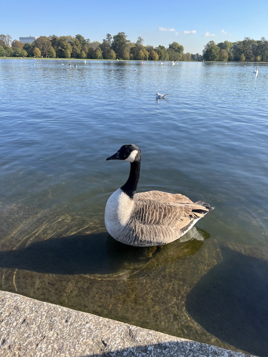 Canada Goose - ML644859780