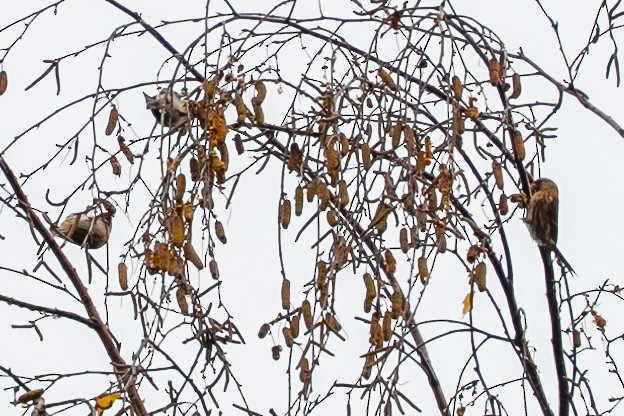 Redpoll - ML644859788