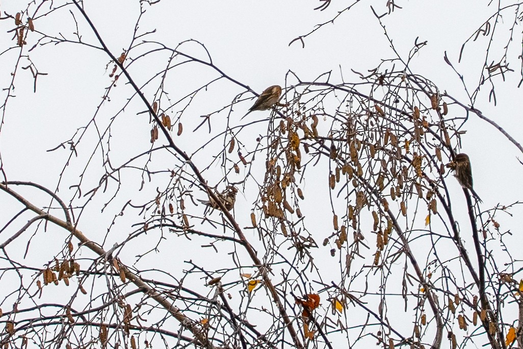 Redpoll - ML644859789