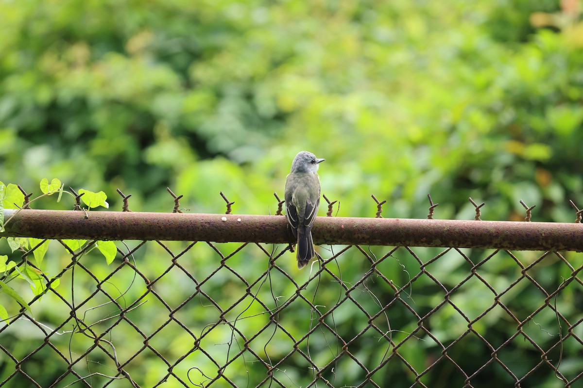 Great Crested Flycatcher - ML644859791