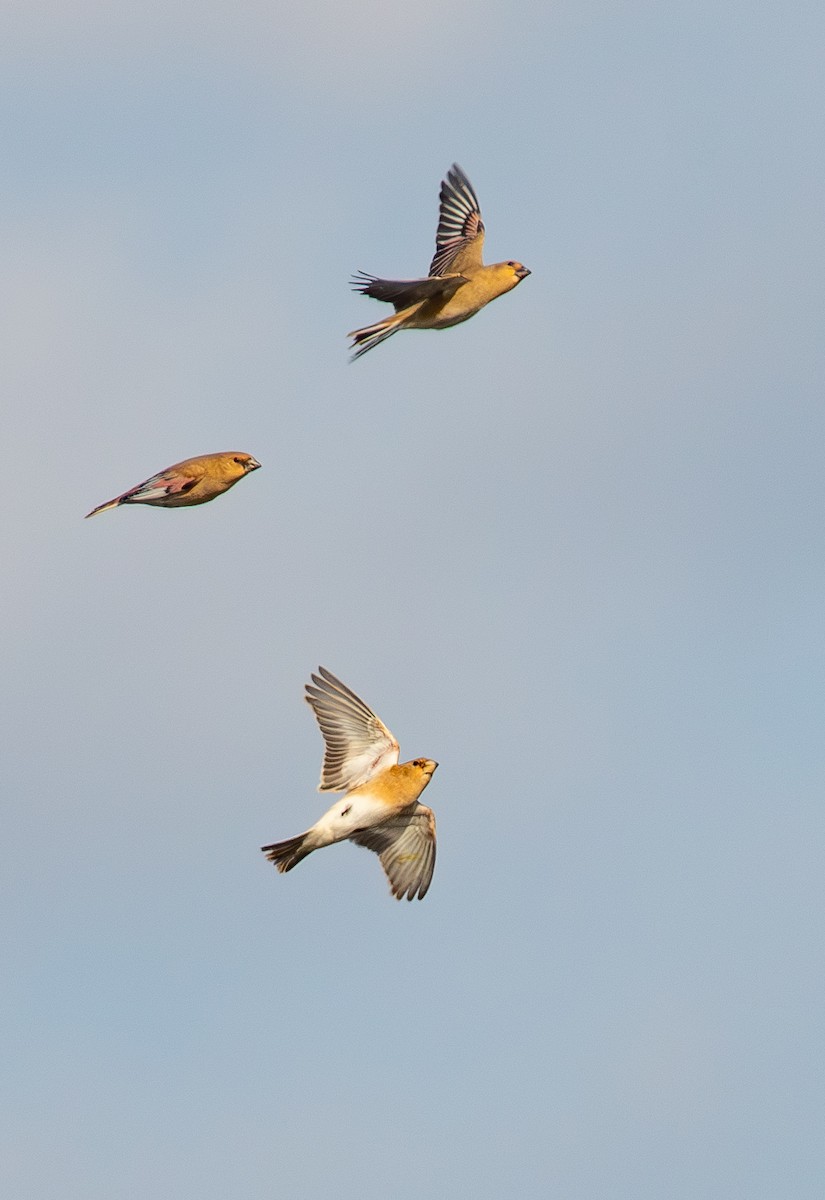 Буланый вьюрок - ML644859792