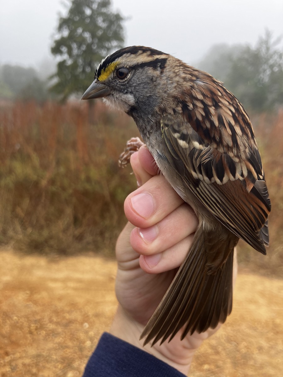 White-throated Sparrow - ML644859794
