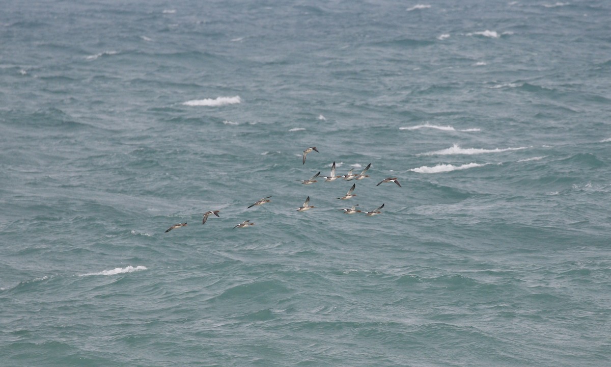 ウミアイサ - ML644859807