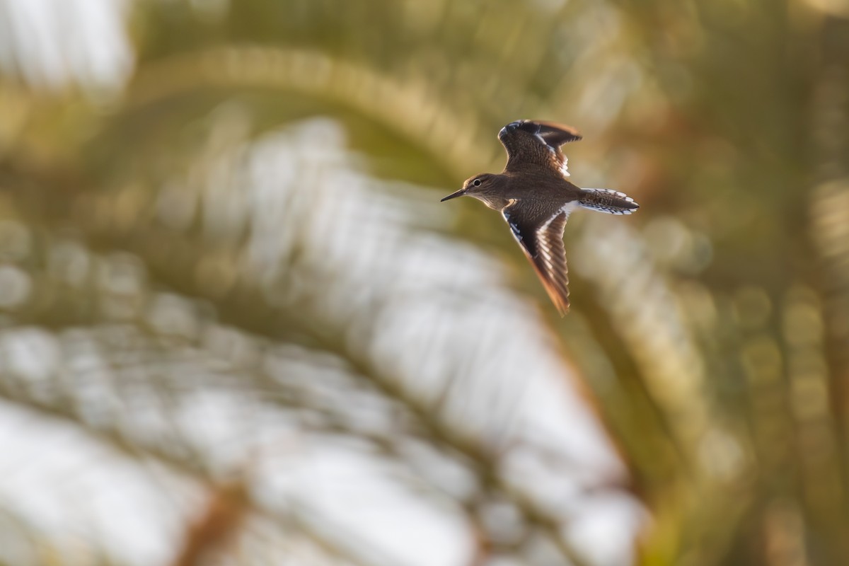 Common Sandpiper - ML644859808