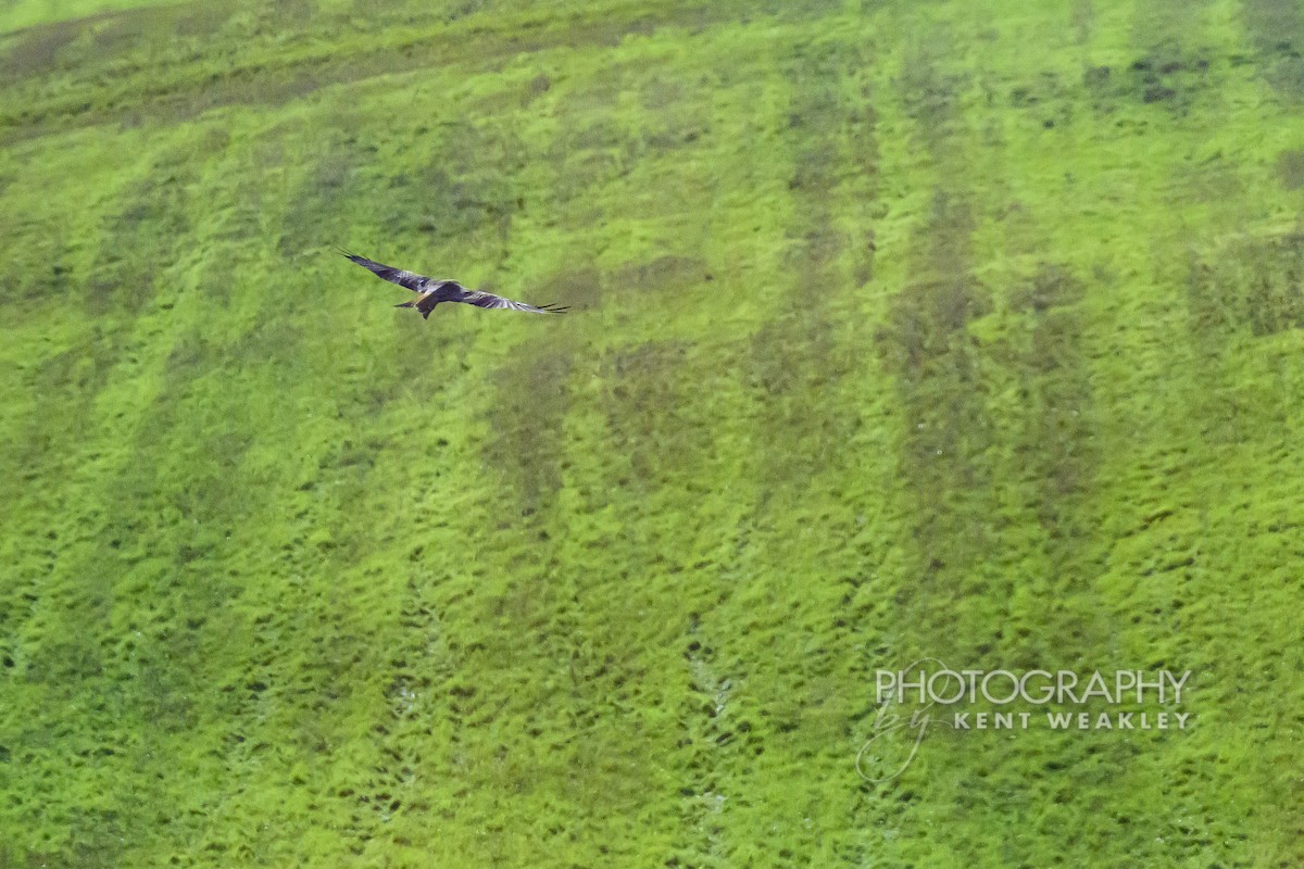 luňák červený (ssp. milvus) - ML644859811