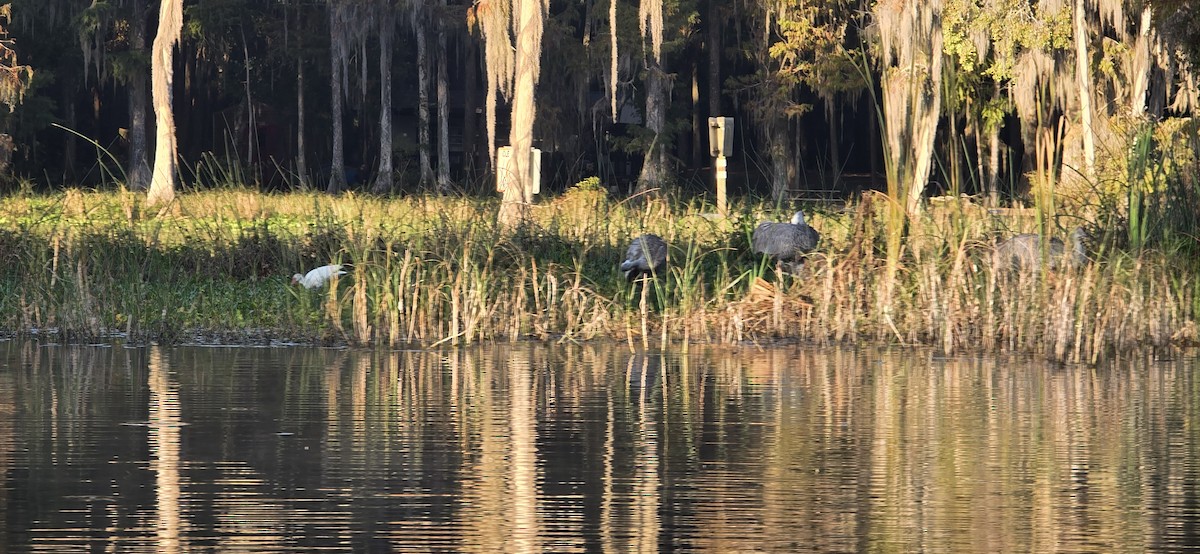 Sandhill Crane - ML644859813