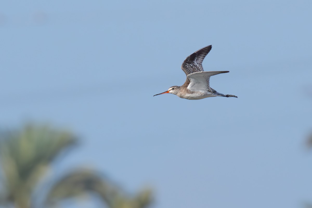 Spotted Redshank - ML644859814