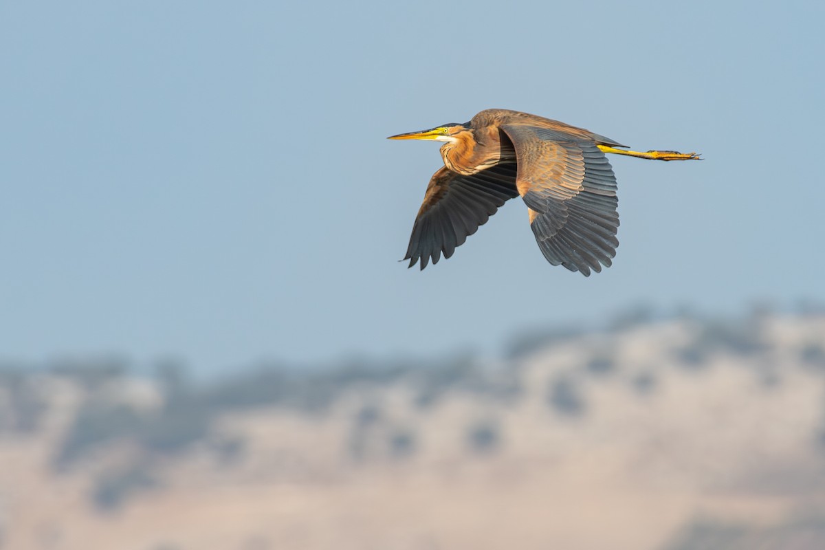 Purple Heron - ML644859824
