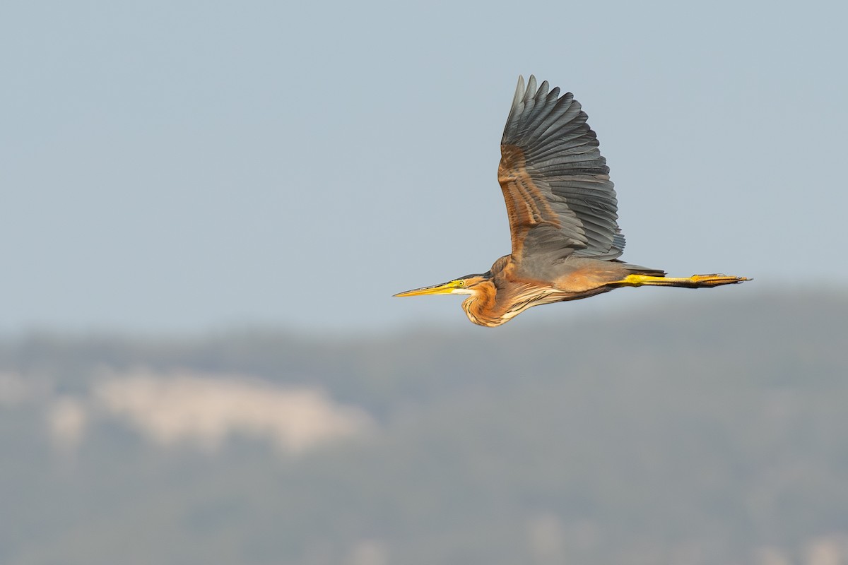 Purple Heron - ML644859825