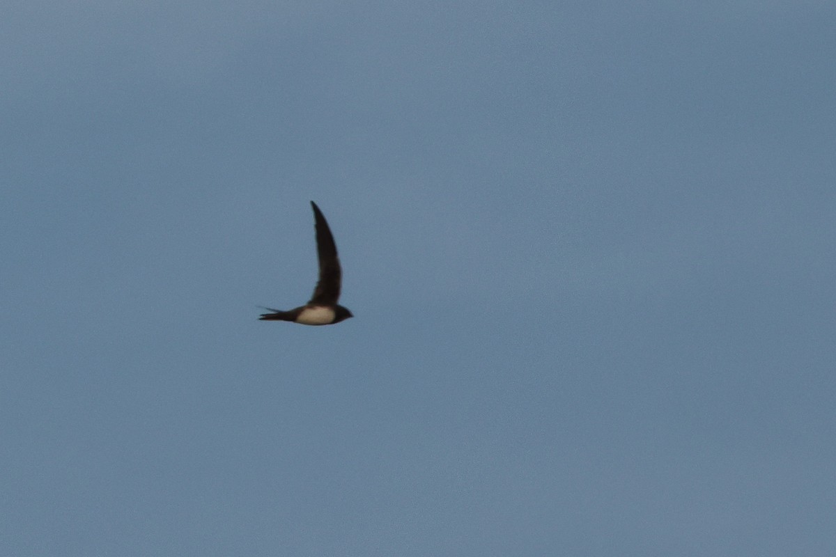 Alpine Swift - ML644859835