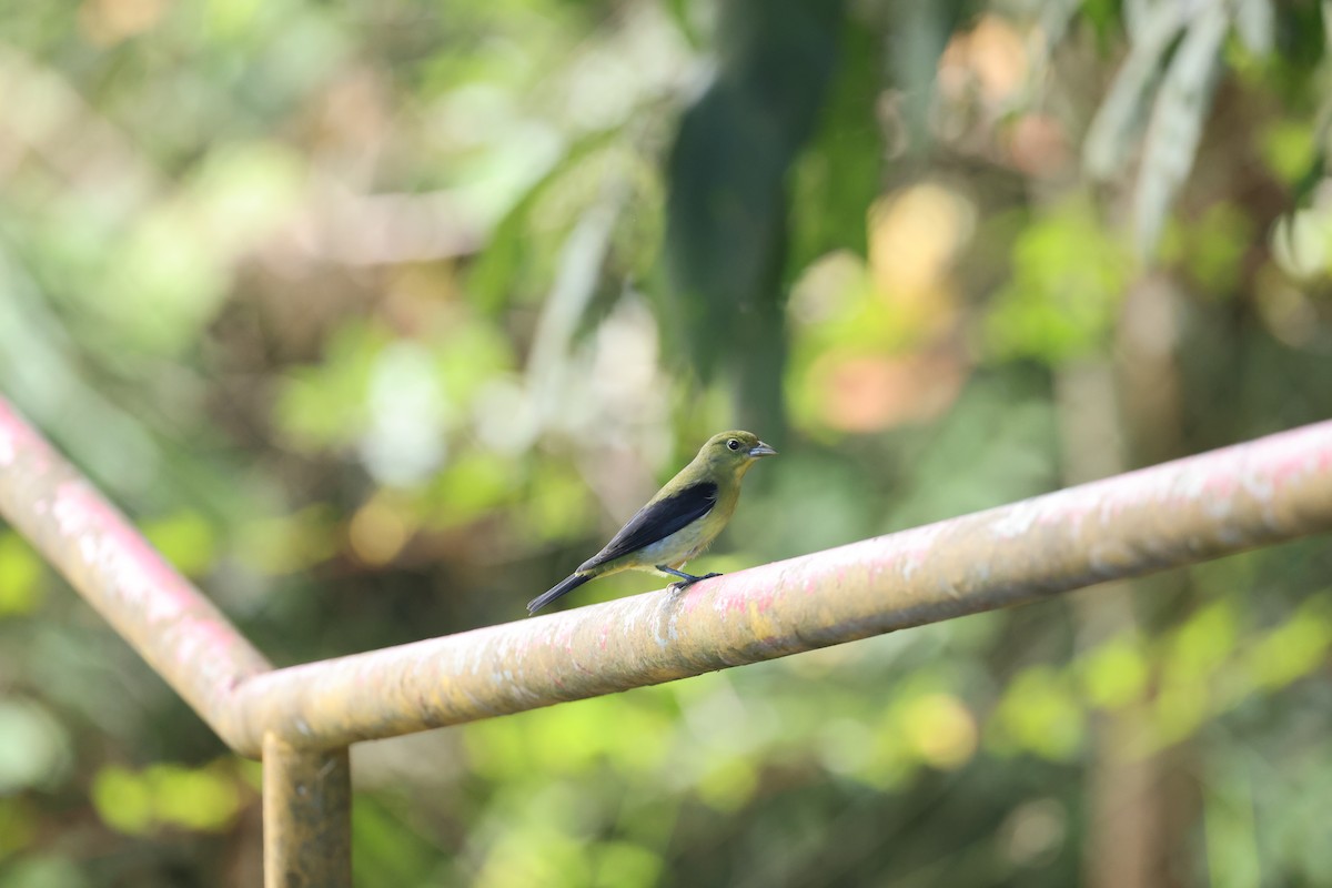 rødpiranga - ML644859838