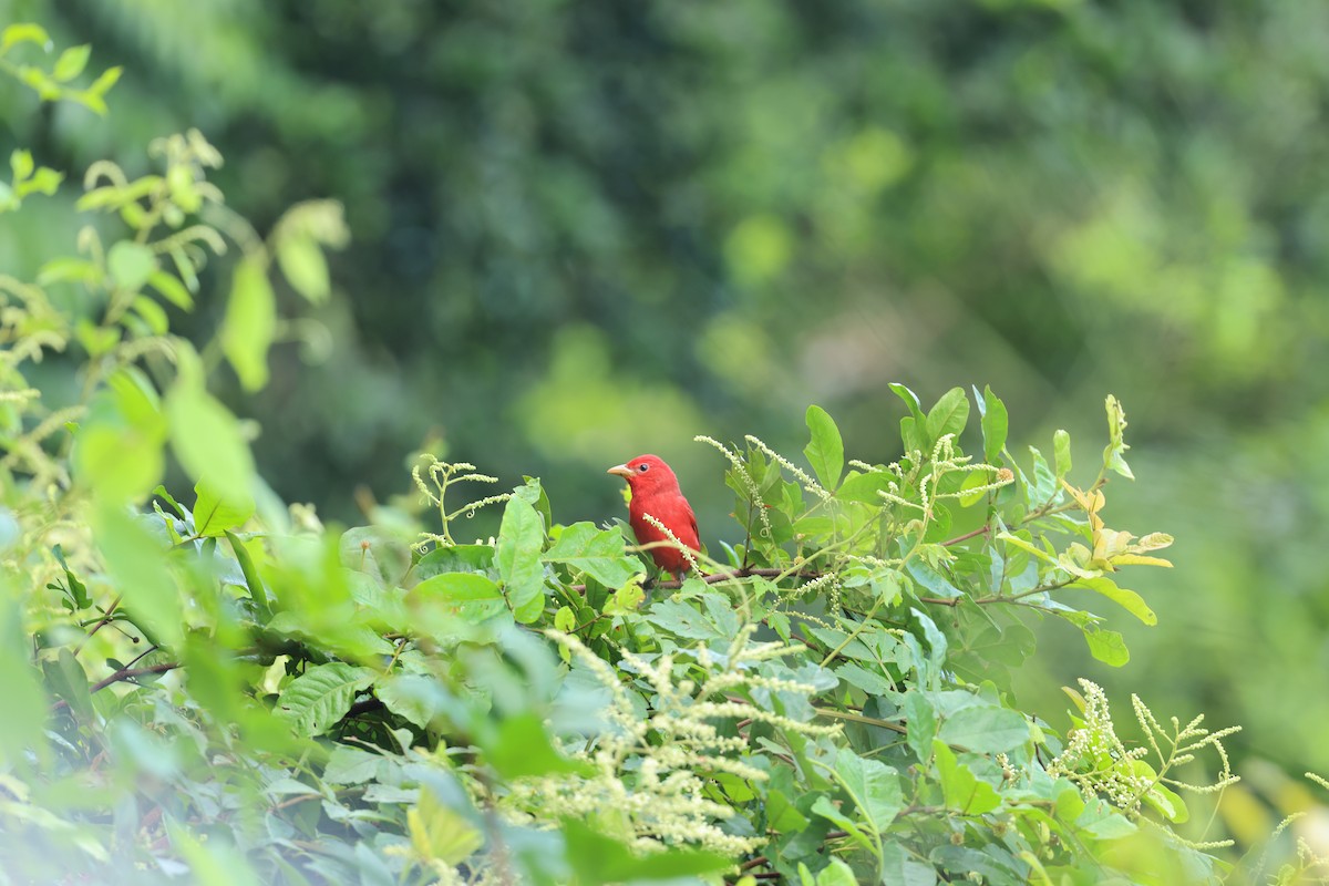 Summer Tanager - ML644859859