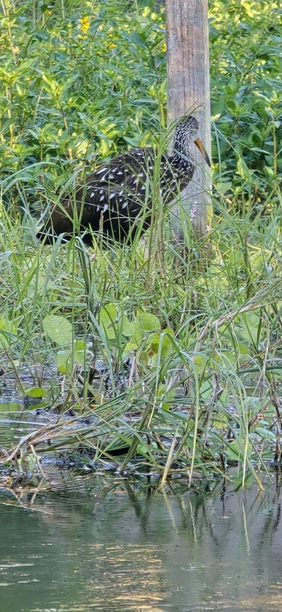 Limpkin - ML644859862